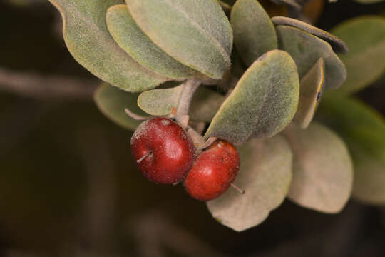 Image of Del Norte manzanita