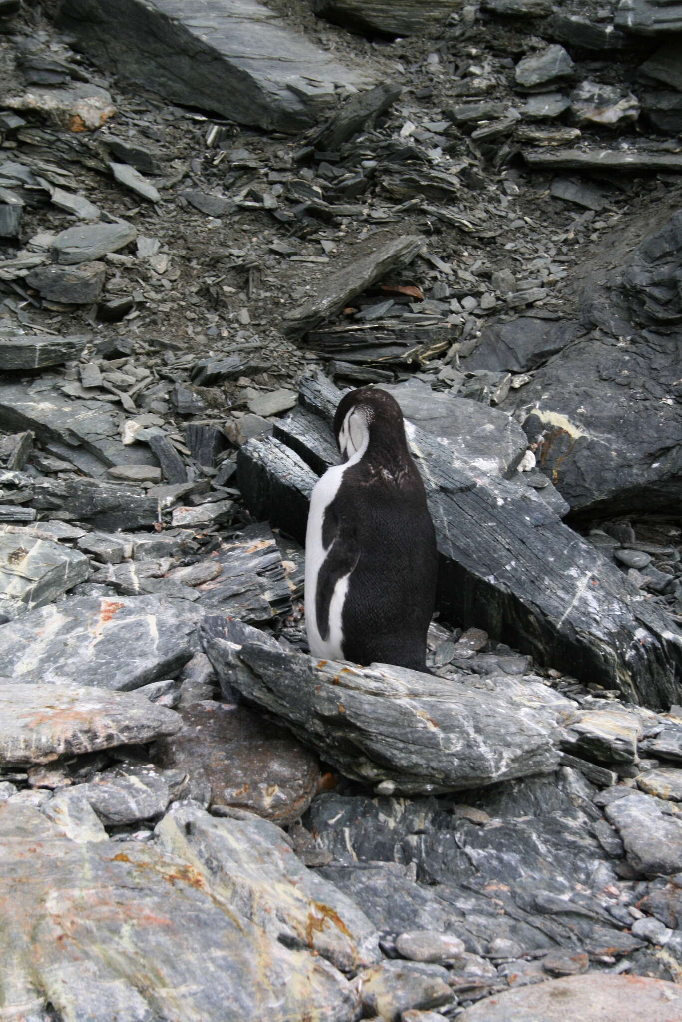 Plancia ëd Pygoscelis antarcticus (Forster & JR 1781)