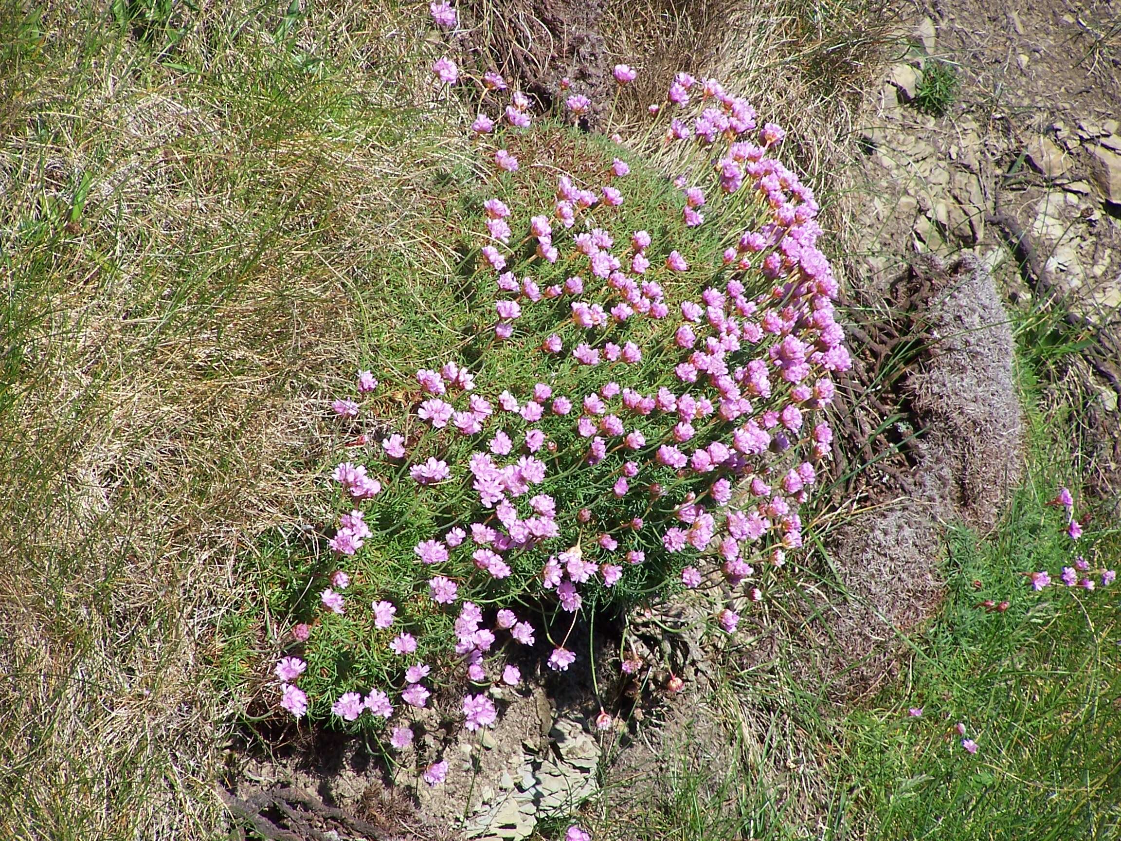 Image of thrift seapink