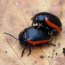 Image of Chrysolina sanguinolenta