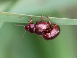 Image of Brown mint leaf beetle