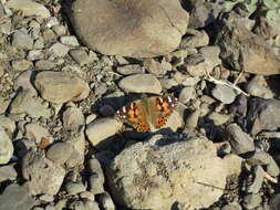 Image of Vanessa cardui