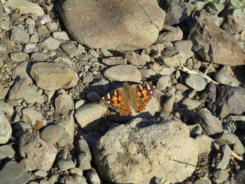 Image of Vanessa cardui