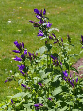 Image of Campanula collina Sims