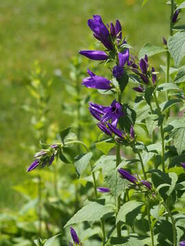 Image of Campanula collina Sims