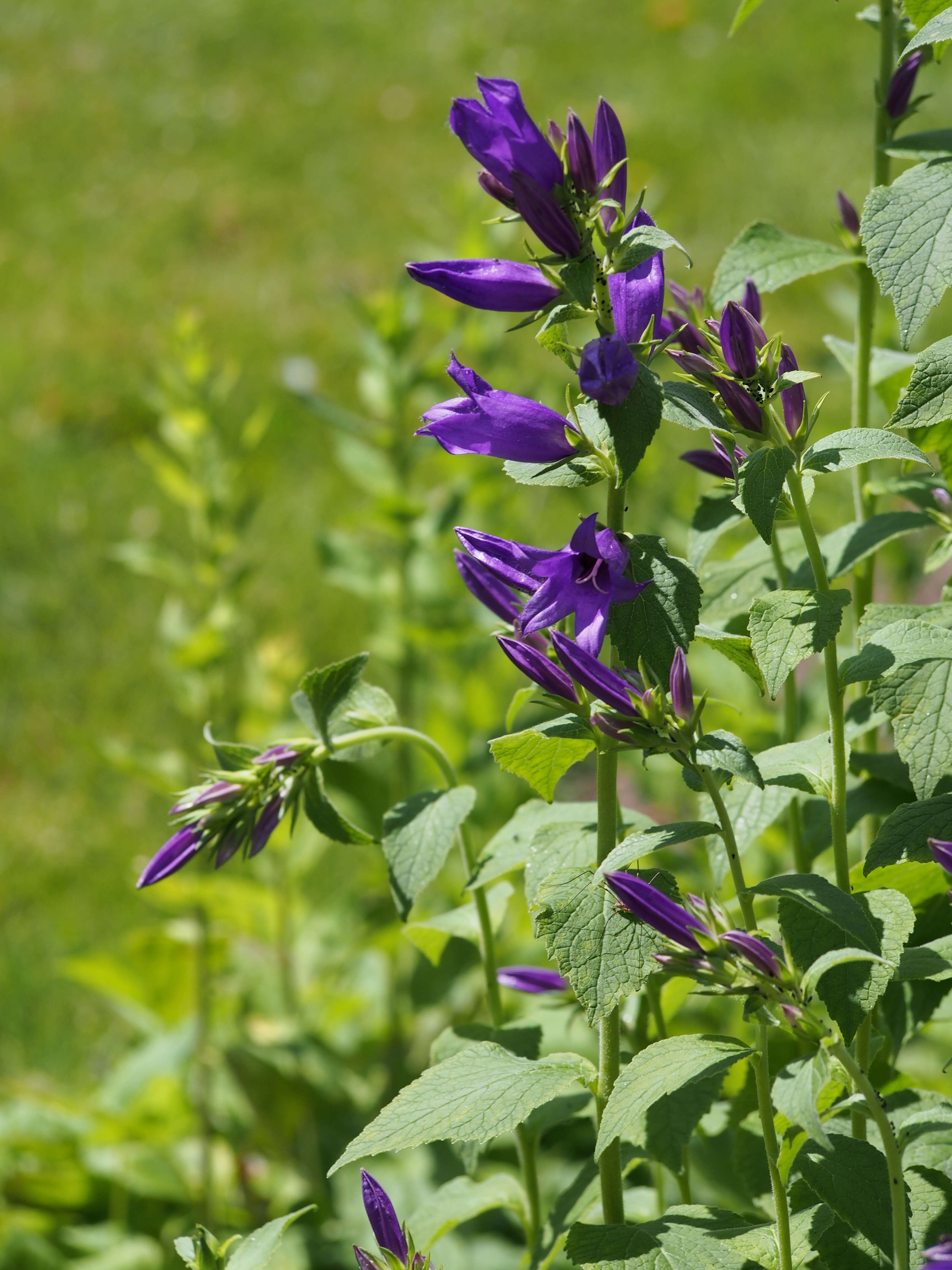 Image of Campanula collina Sims