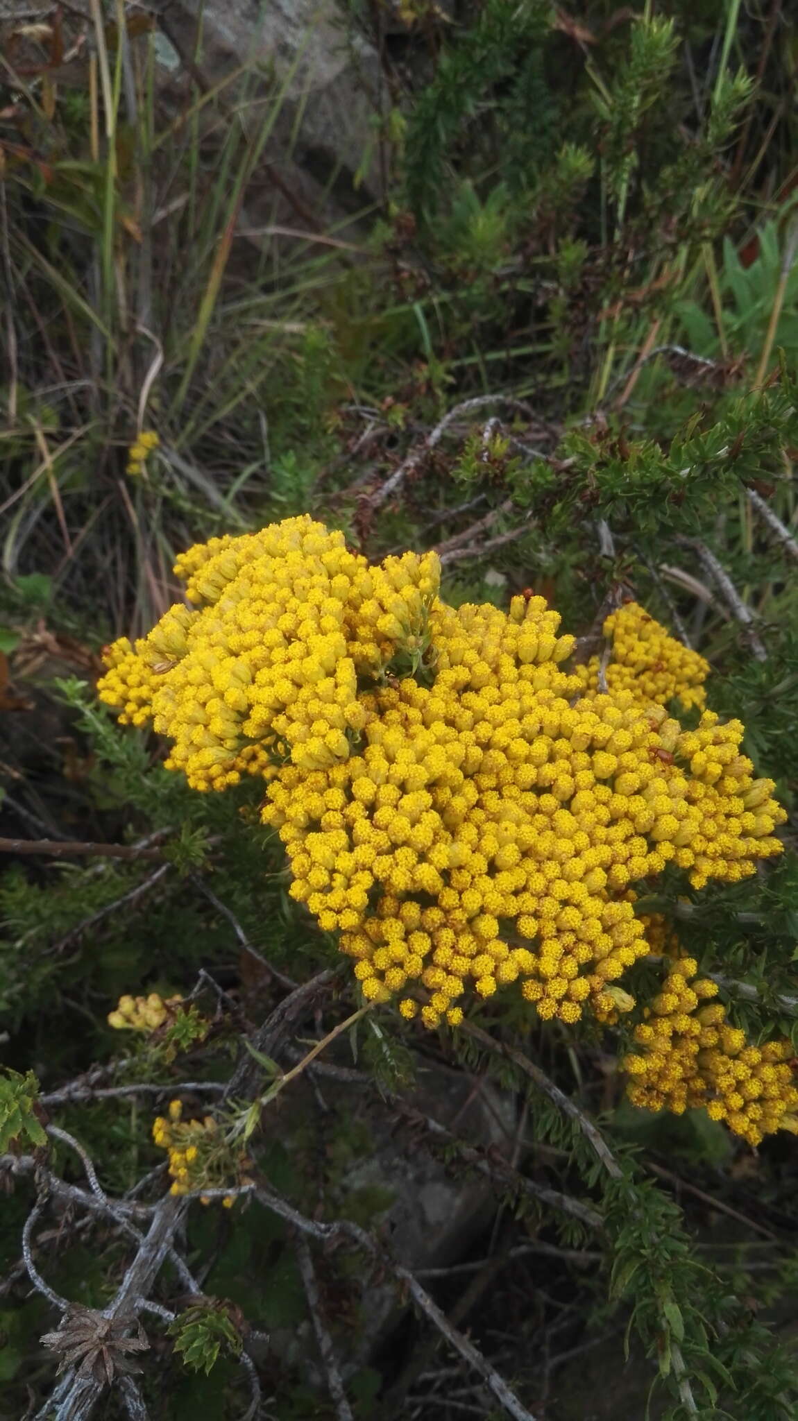 Image de Inulanthera dregeana (DC.) M. Källersjö