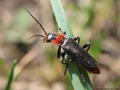 Image of Cantharis fusca