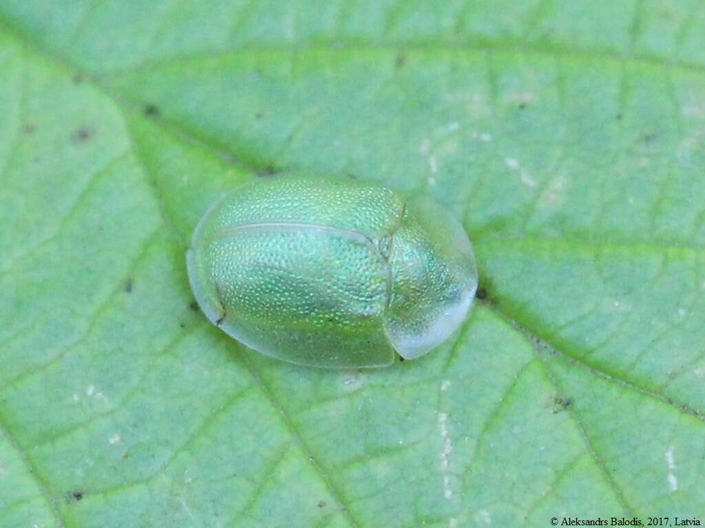 Image of Cassida (Odontionycha) viridis Linnaeus 1758