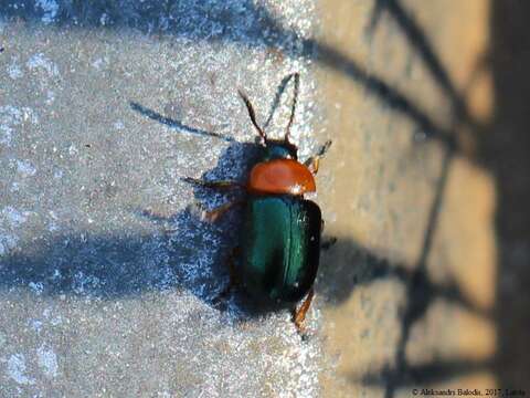 Image of Gastrophysa (Gastrophysa) polygoni (Linnaeus 1758)