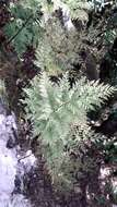 Image of hare's-foot fern