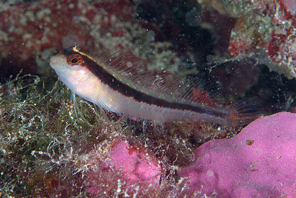 Image of Longstriped blenny