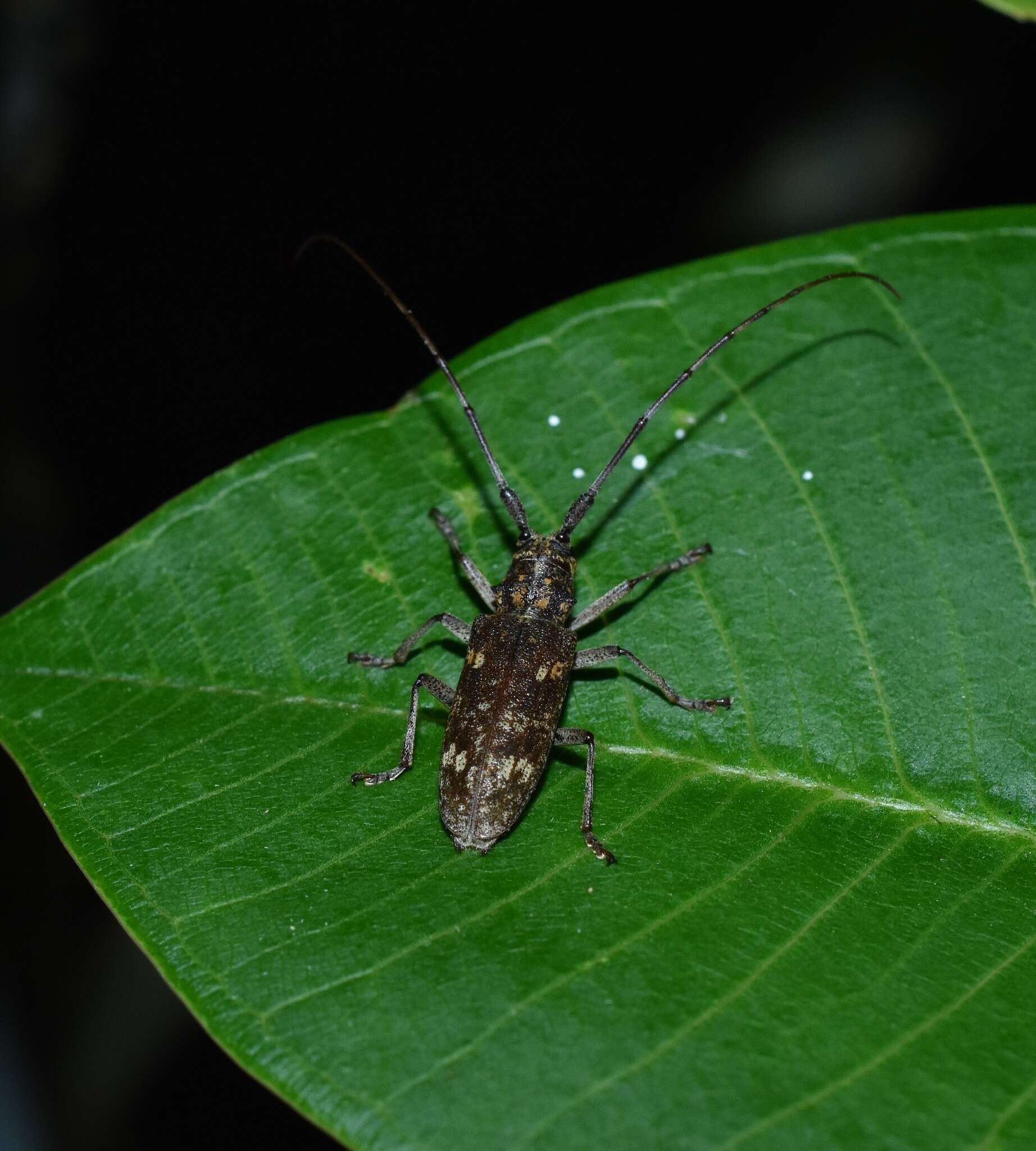 Image of Southern Pine Sawyer