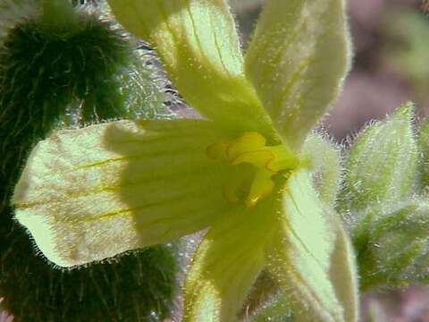 Image of squirting cucumber