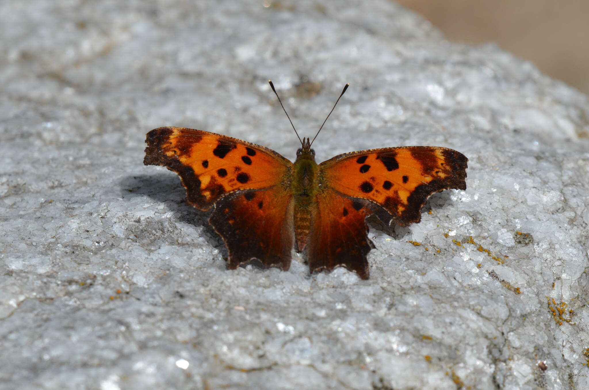 Image of Gray Comma