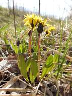 Plancia ëd Taraxacum palustre (Lyons) Symons