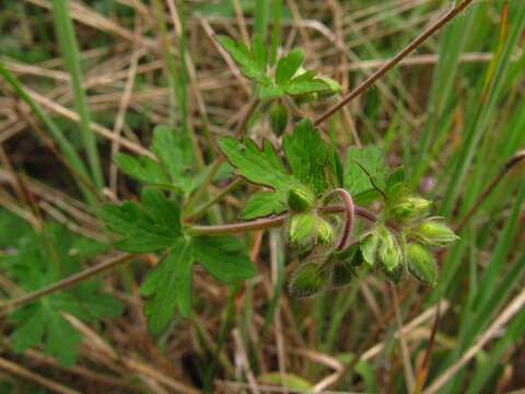 Image of Geranium holosericeum Willd. ex Spreng.