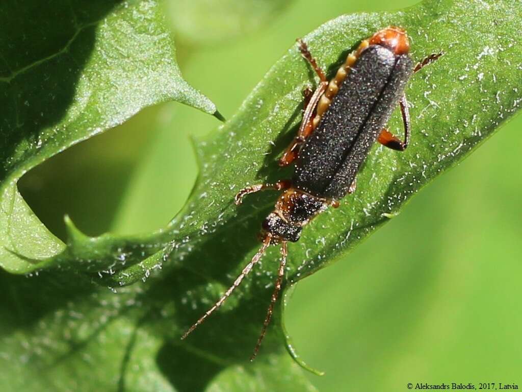 Imagem de Cantharis nigricans