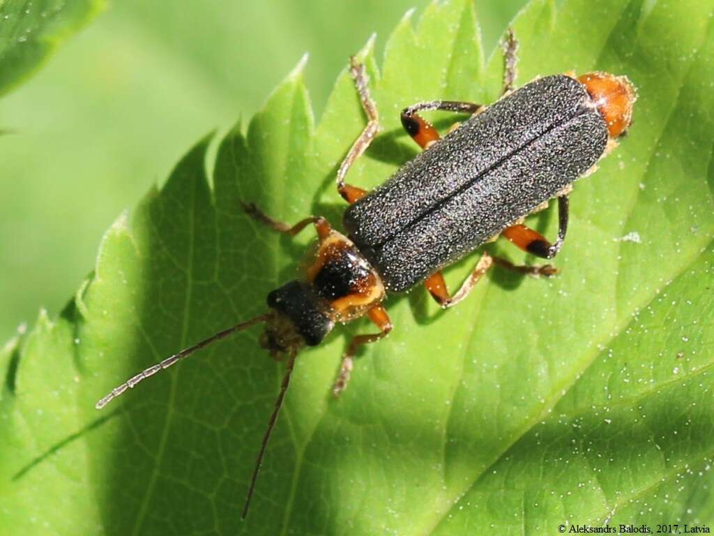 Imagem de Cantharis nigricans