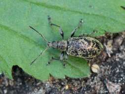 Polydrusus (Eurodrusus) cervinus (Linnaeus 1758) resmi