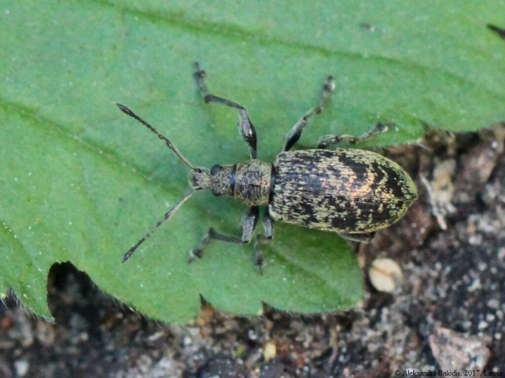 Polydrusus (Eurodrusus) cervinus (Linnaeus 1758) resmi