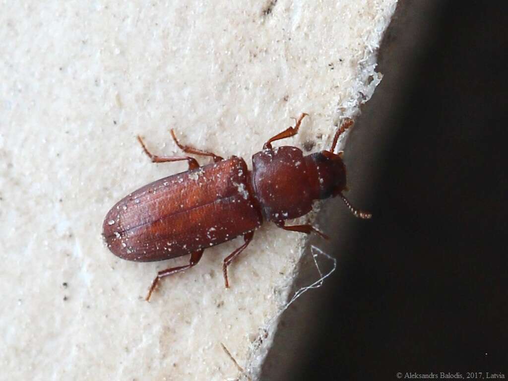 Image of Confused flour beetle