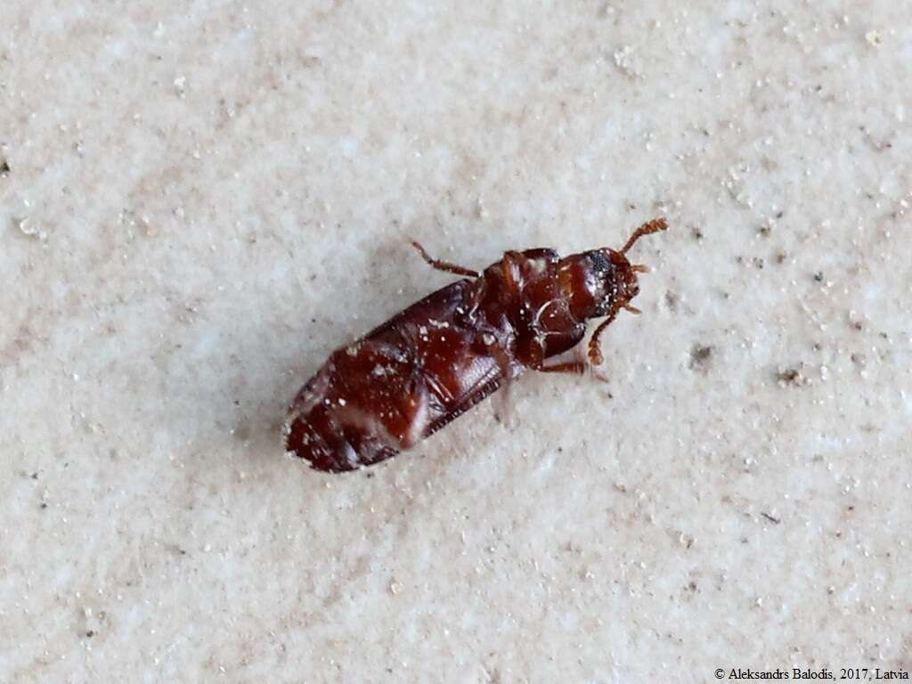 Image of Confused flour beetle