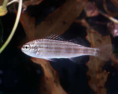 صورة Pelates octolineatus (Jenyns 1840)