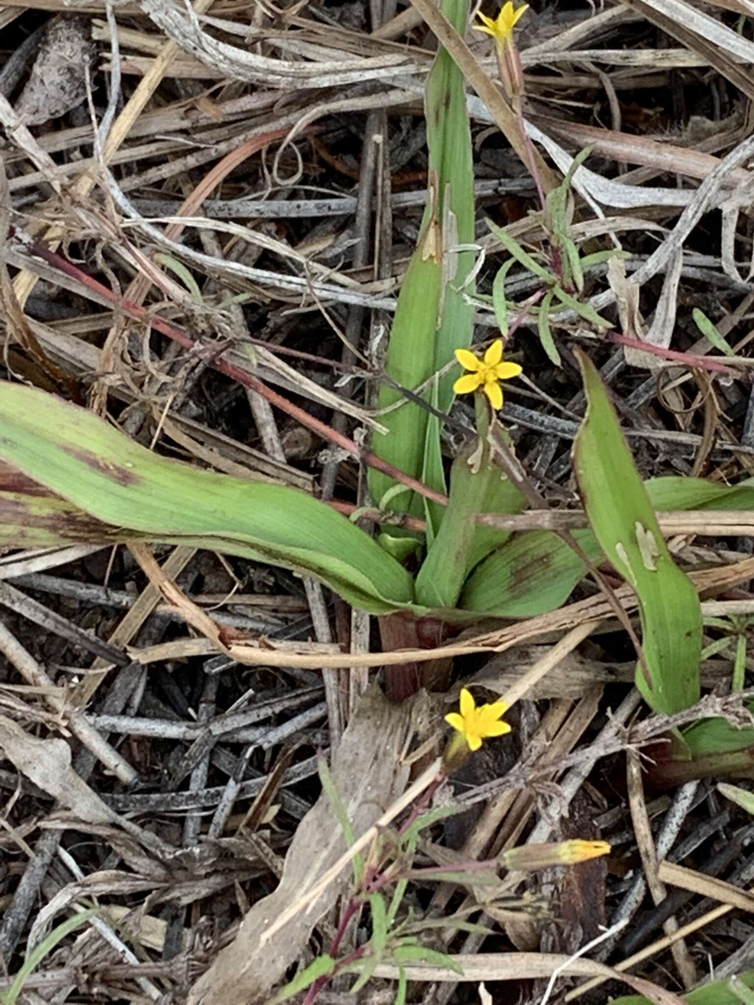 Pectis glaucescens (Cass.) D. J. Keil resmi