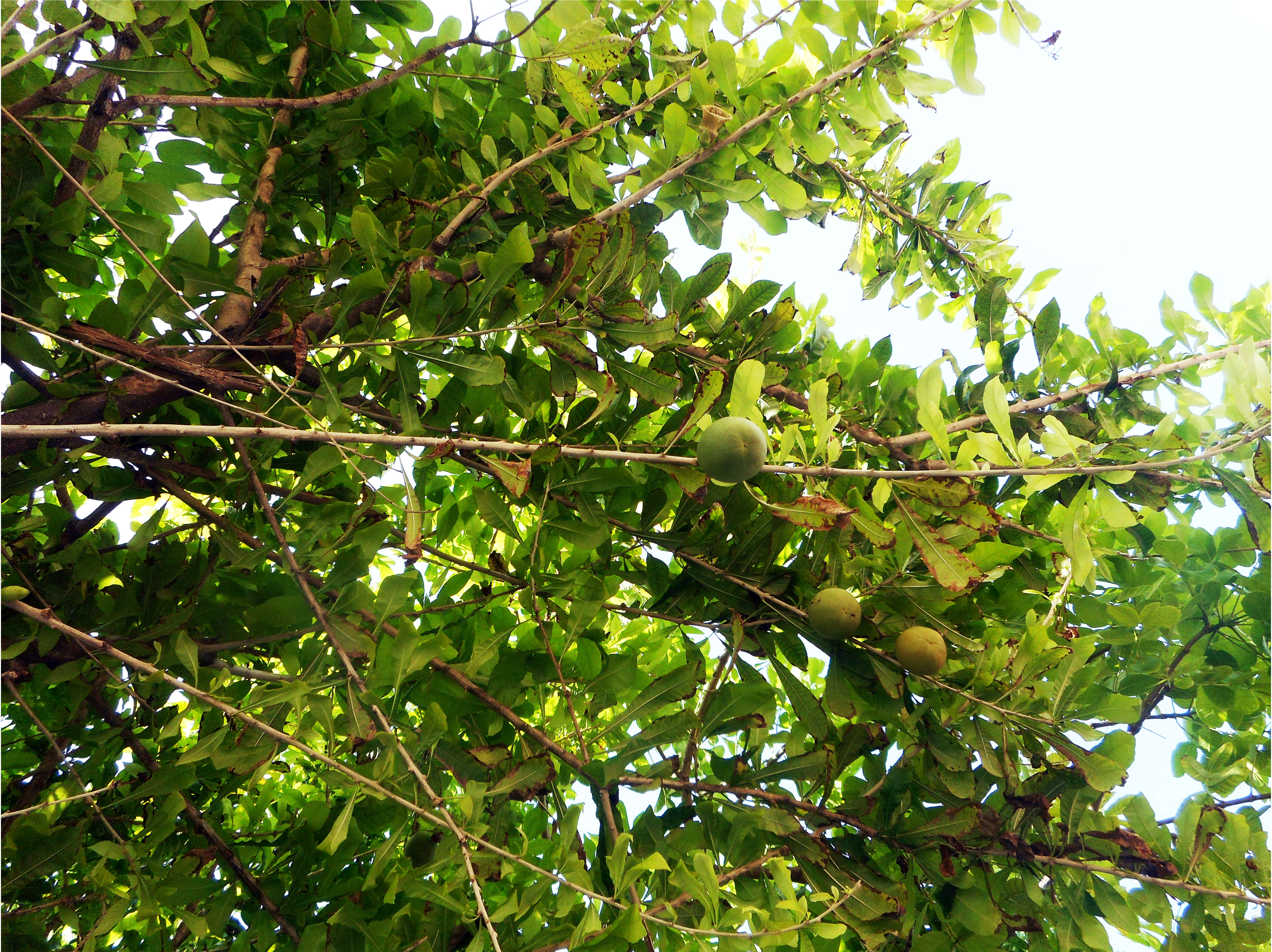 Crescentia cujete L. resmi