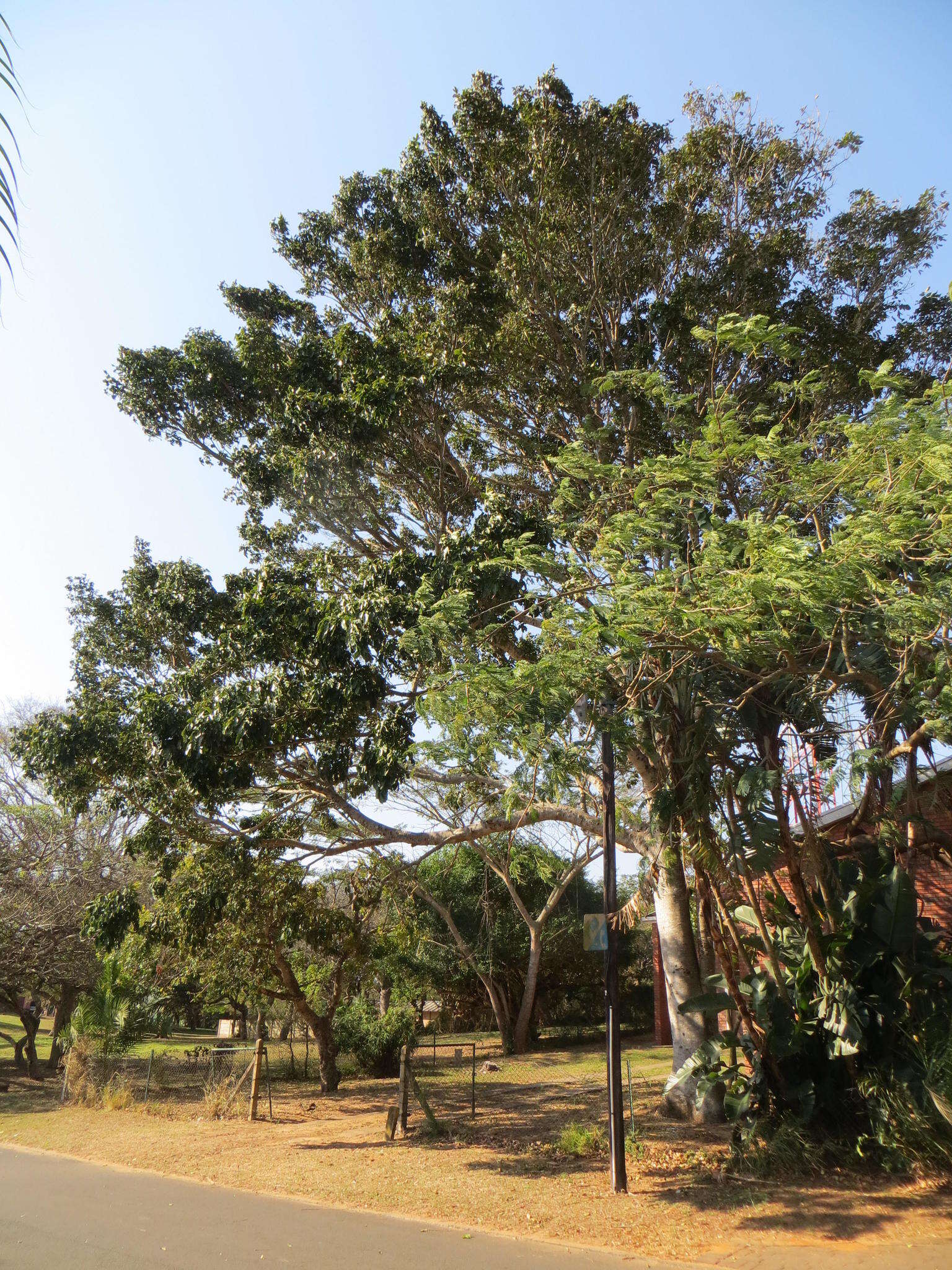 Image of African Mahogany