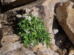 Image of Garrett's fleabane