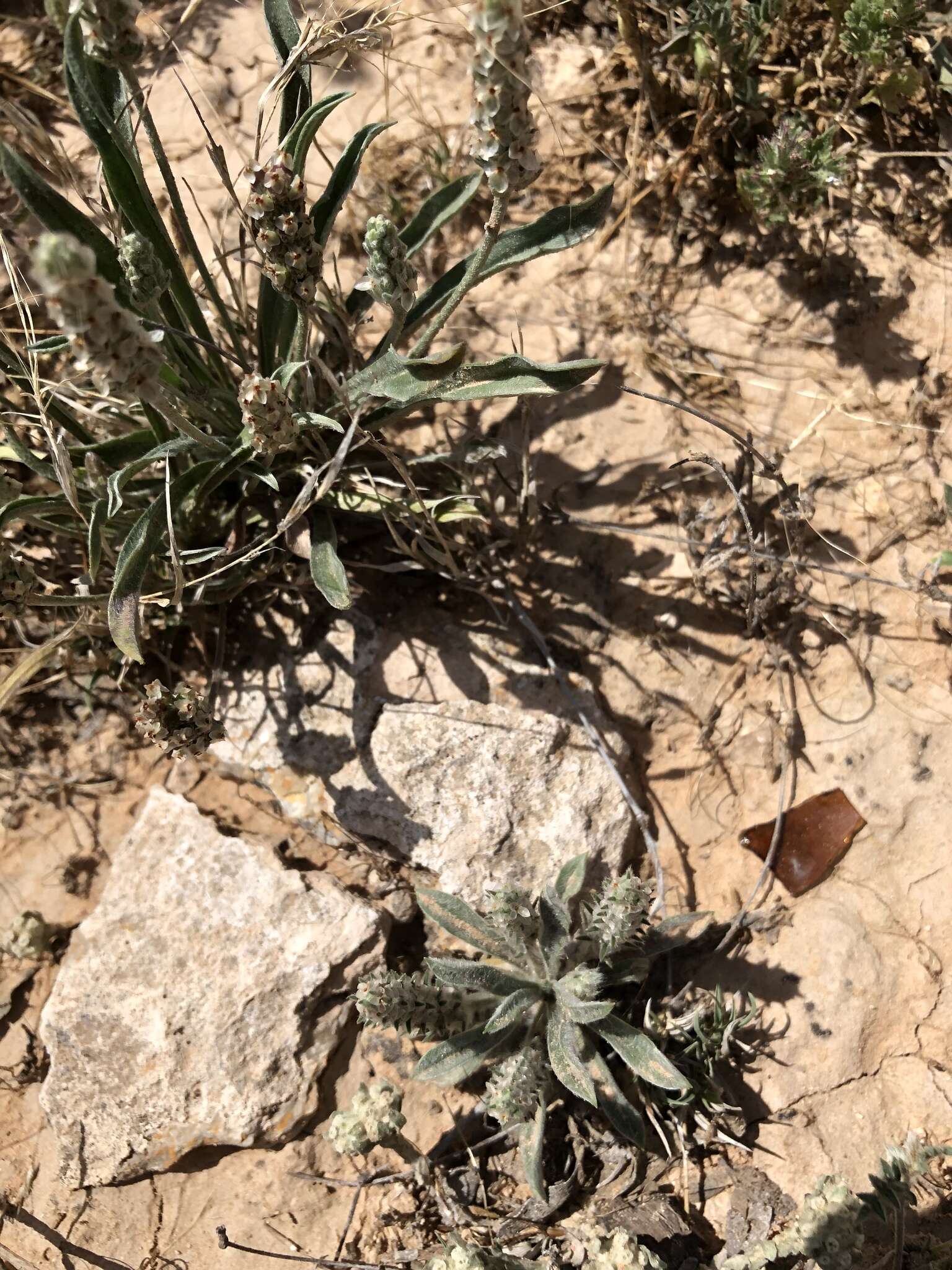 Image of California plantain