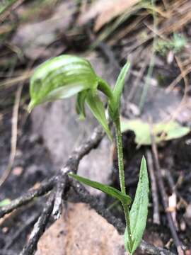 Image of Emerald-lip leafy greenhood