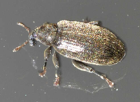 Image of Beech Leaf-mining Weevil