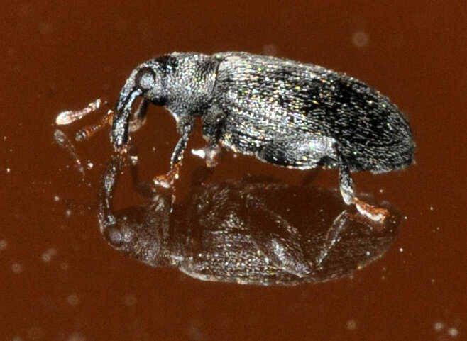 Image of Beech Leaf-mining Weevil