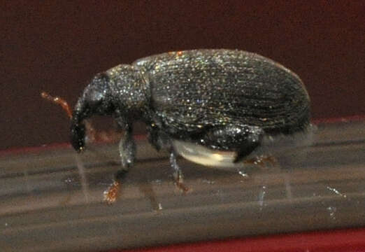 Image of Beech Leaf-mining Weevil