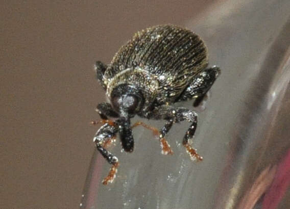 Image of Beech Leaf-mining Weevil