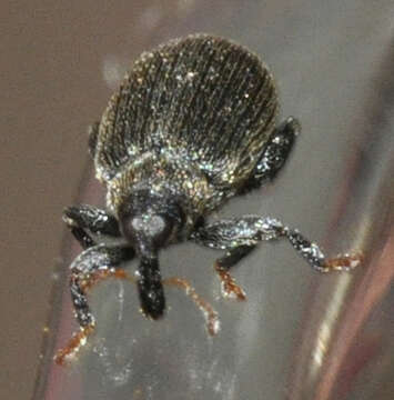 Image of Beech Leaf-mining Weevil