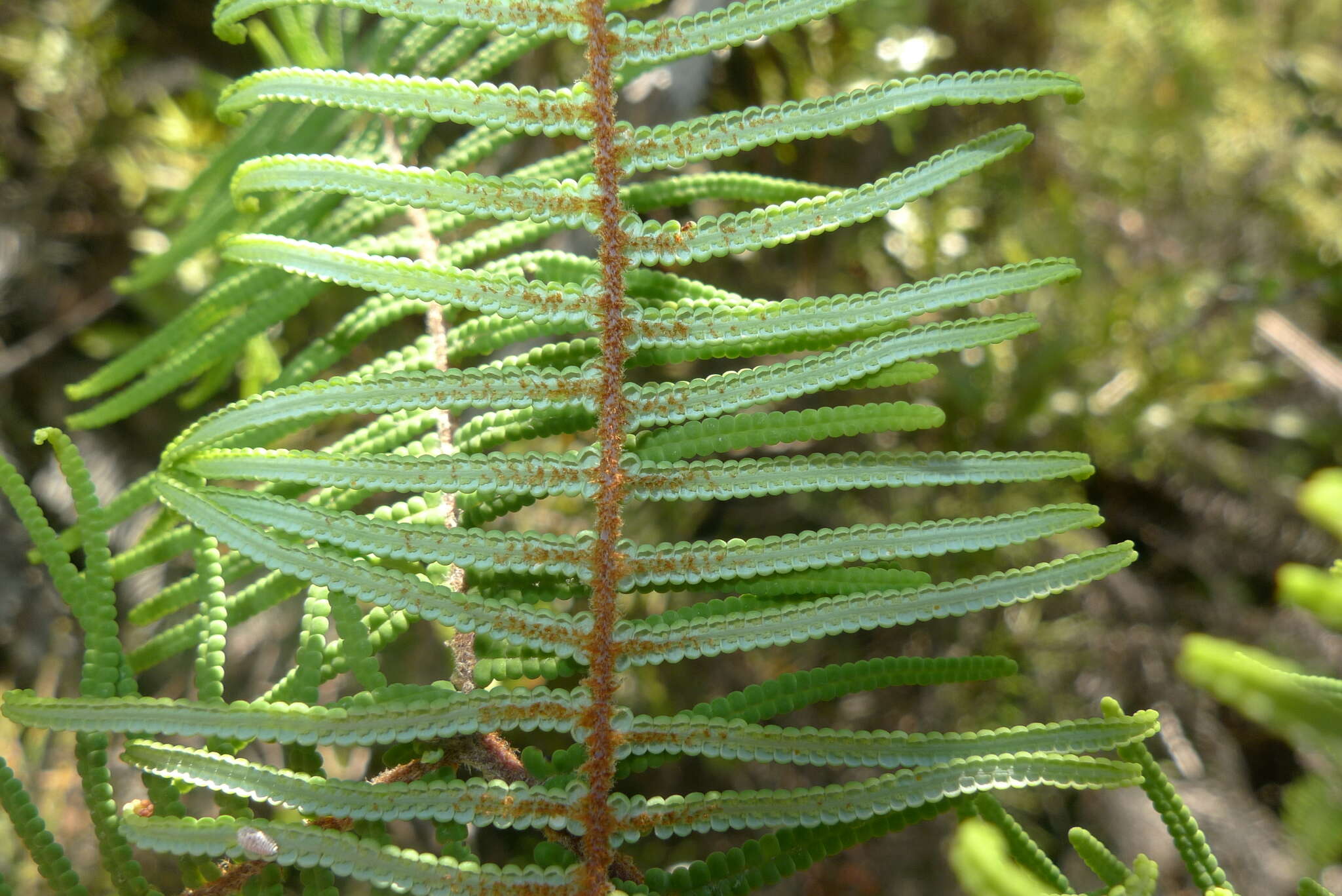 Image de Gleichenia dicarpa R. Br.