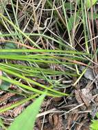 Imagem de Juncus coriaceus Mackenzie