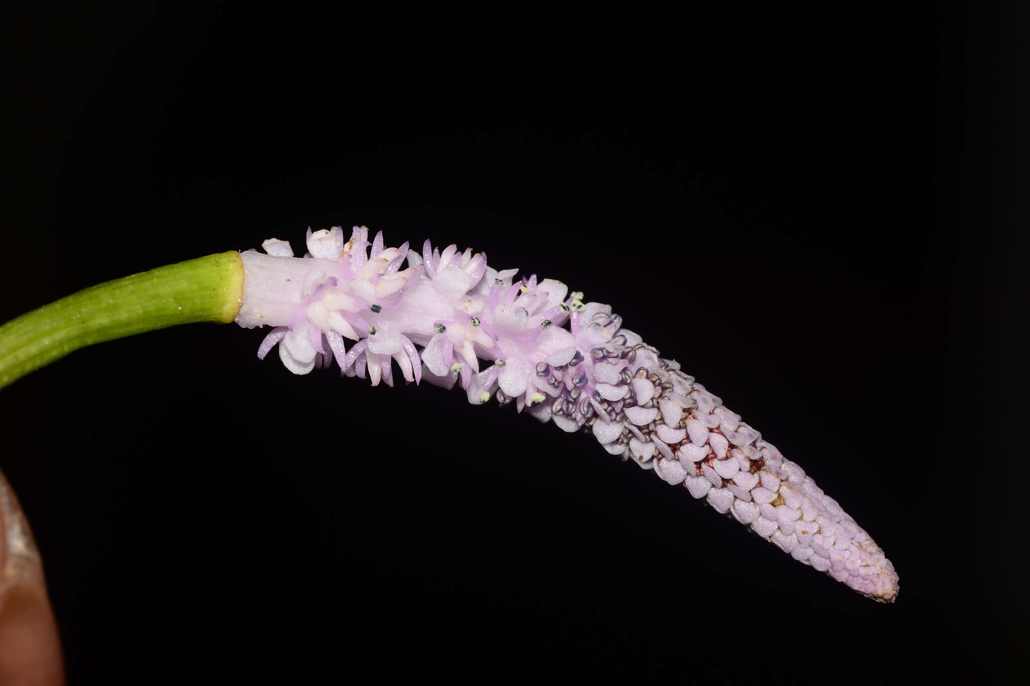 Image of Drifting Sword Plant