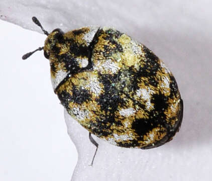 Image of Sacramento Anthicid Beetle