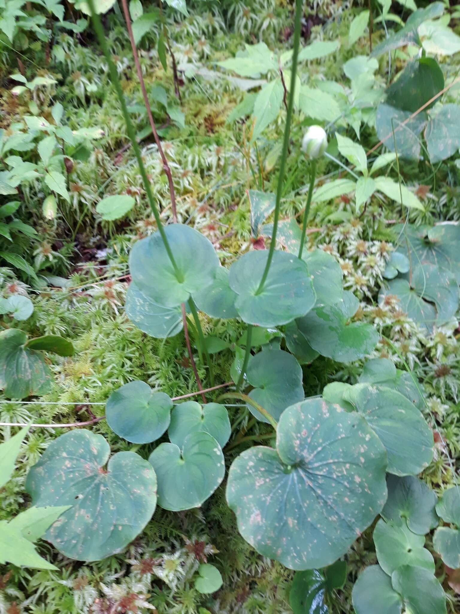 Image of Kidney-Leaf Grass-of-Parnassus