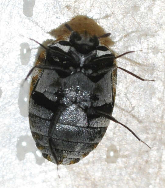 Image of Sacramento Anthicid Beetle