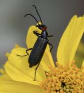 Image of Red-eared Blister Beetle