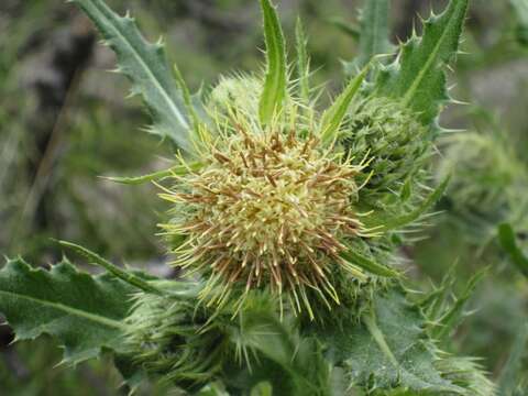 Image of Parry's thistle