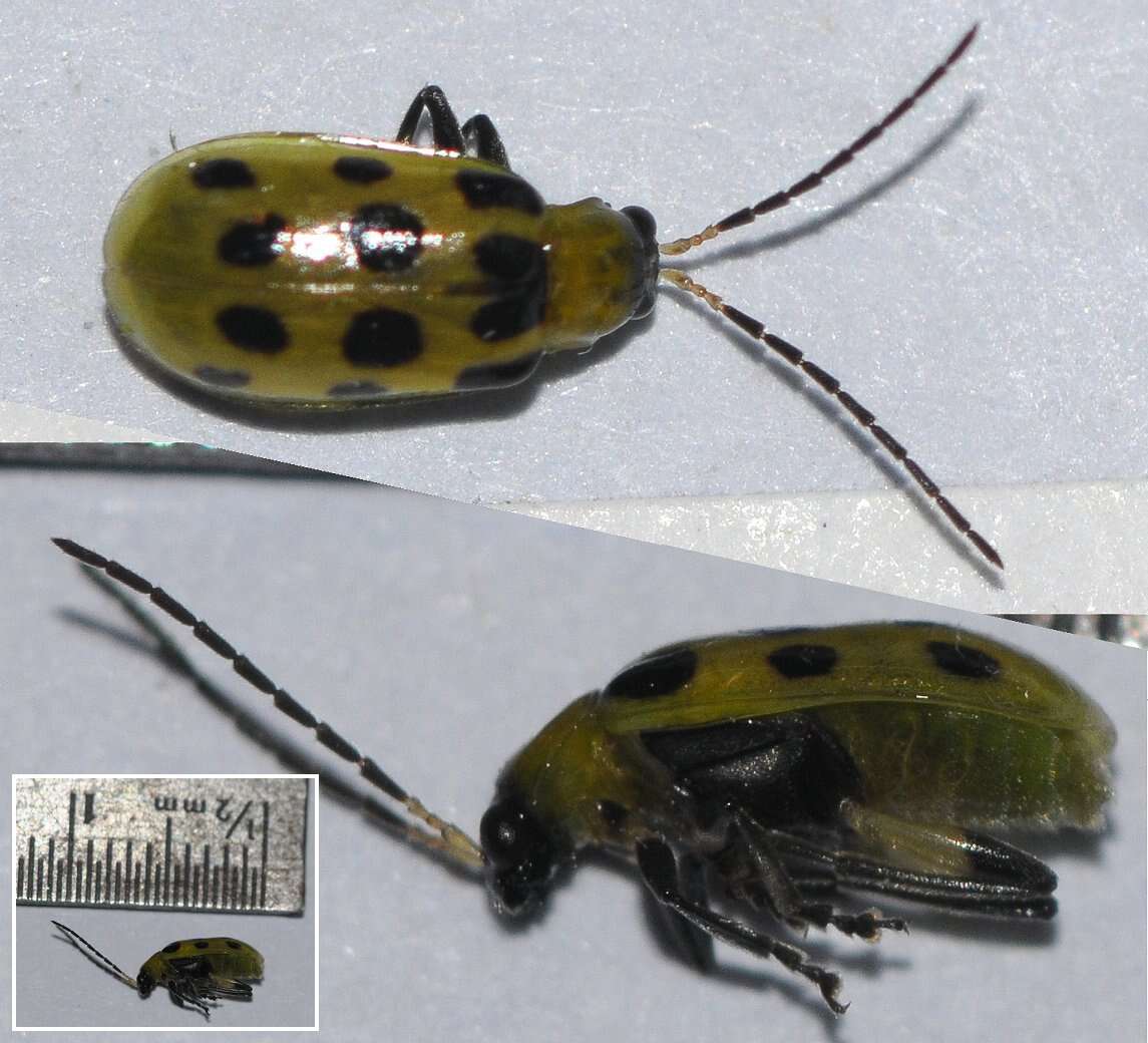 Image of Spotted Cucumber Beetle