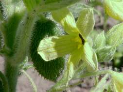 Image of squirting cucumber