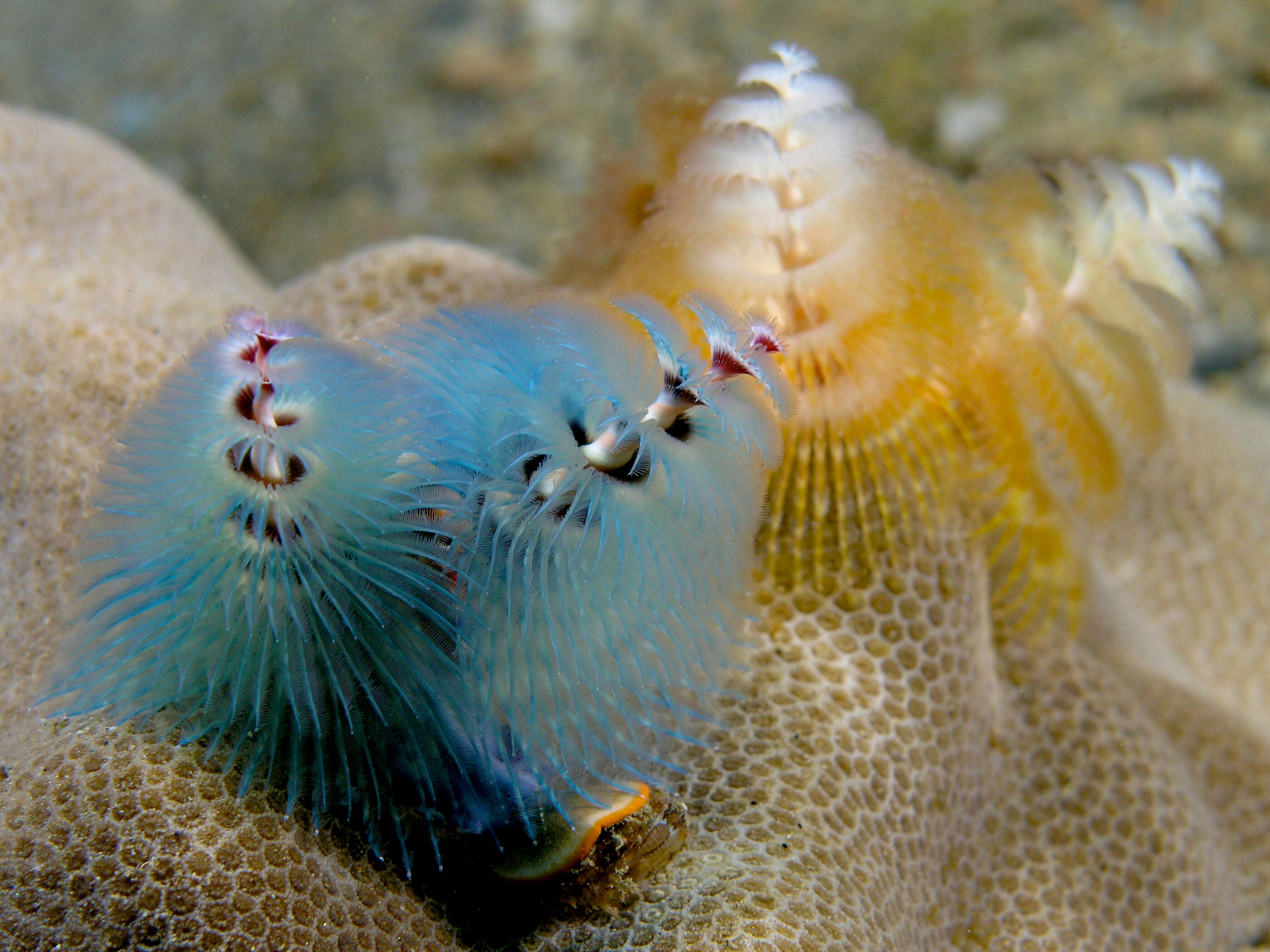 Image of Christmas tree worm